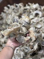Thông báo đấu giá yến thành phẩm năm 2026